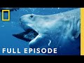 Shark Research and Behavior Insights
