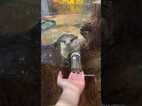 लड़की ने ऑटर को बनाया दोस्त 😍