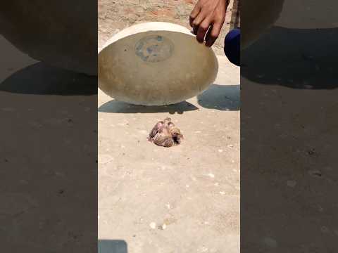 kabutar new short #attitude viral video lshqam#pigeon#attitude #shorts#trending#video