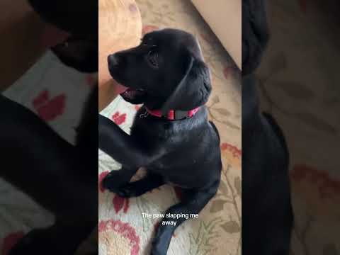@meghanhassett: Coffee tables are actually the new dog toy 😲 #dog #dogvideos