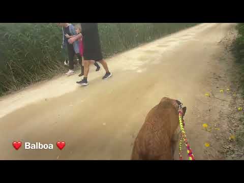 click to play the video