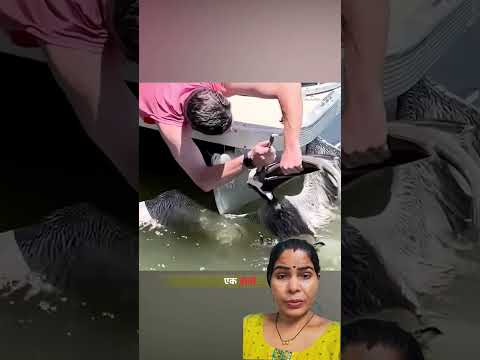 #देखो इस आदमी ने बगुले की जान कैसे बचाई #😯 #birds