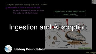 Ingestion and Absorption