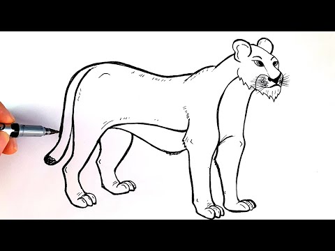 How To Draw Lion Step By Step With Pen