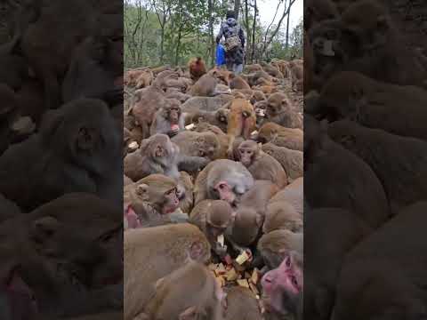 This man fed the monkeys | #shorts