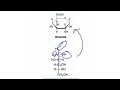 Biological Macromolecules and Carbohydrates