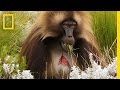Gelada Social Behavior and Activities