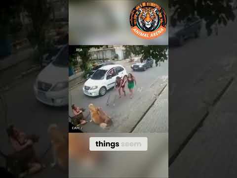 Unbelievable Courage Caught on Camera! ๐ณ๐