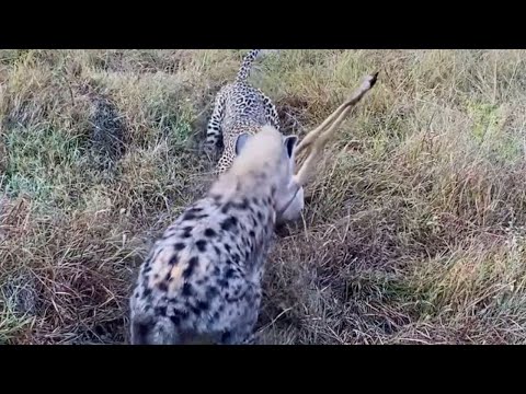 Hyena vs Leopard Tug-of-War Ends When Lioness Shows Who’s Boss