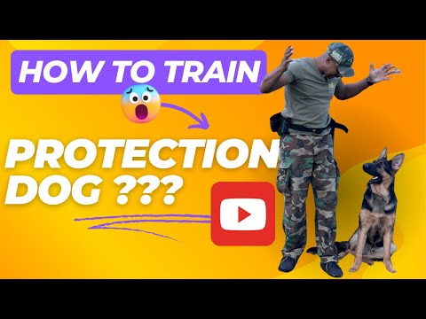 Training a Family Protection Dog Starting with a 8 month old German Shepherd, is it possible?