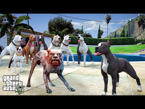 PİTBULL AİLESİNİN BİR ÜYESİ ZOMBİ OLDU! ARAMIZDA HAİN VAR! - GTA 5 PİTBULL'UN HAYATI