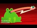 Frog Tongue Mechanics and Feeding
