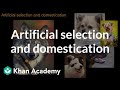 Understanding Dogs and Artificial Selection