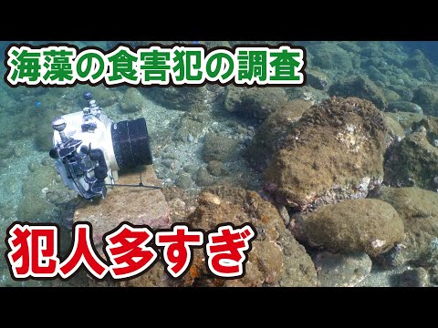 海藻食べる魚が思ったより多かった件