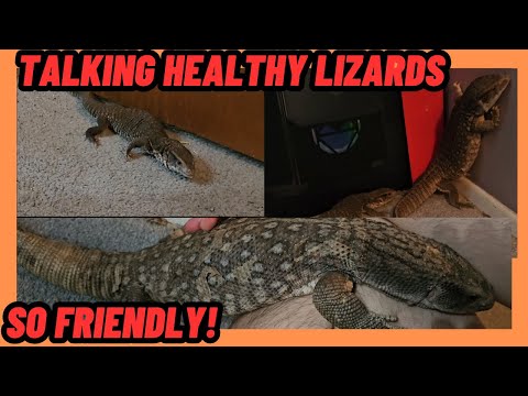 KEEPING HEALTHY LIZARDS. EGGBOUND | FLUID BUILD UP | FAT LETS TALK