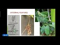 Characteristics of Plant Structures