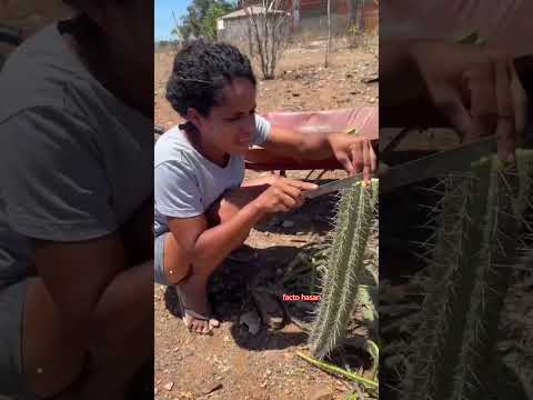 The girl is afraid to cut these cactuses😱"#shorts#youtubeshorts