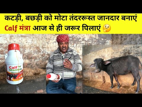 👍कटड़ी, बछड़ी को मोटा कैसे करें। Quality Calf Rearing। Calf Mantra पिलाएं