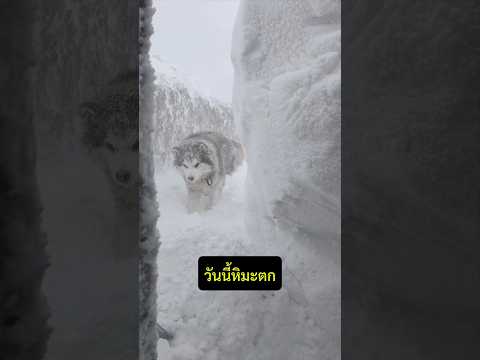 ติดหิมะกับเจ้าฮัสกี้