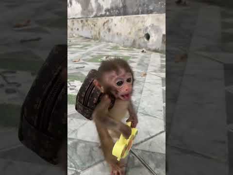 세상에서 제일 귀여운 아기 원숭이