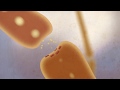 Understanding Neuron Communication