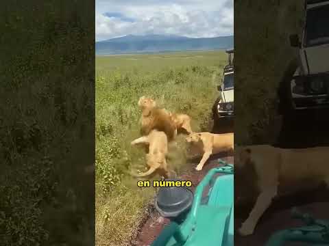 The child was bullied, and the family took revenge#animals #Friendship #Us
