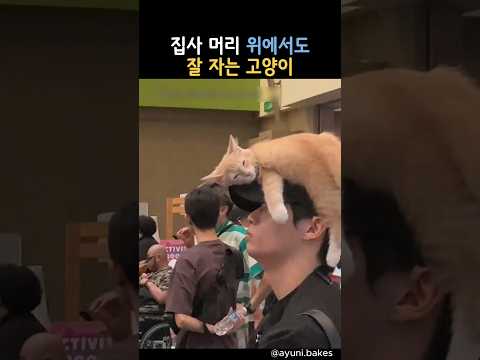 집사 머리 위에서도 잘 자는 고양이 #동물 #고양이