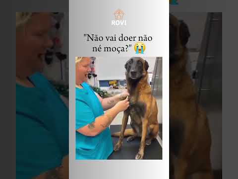 #cães #comedia #humor #memes #pets #engraçado #dogs #viral #shorts #fyp #explorar