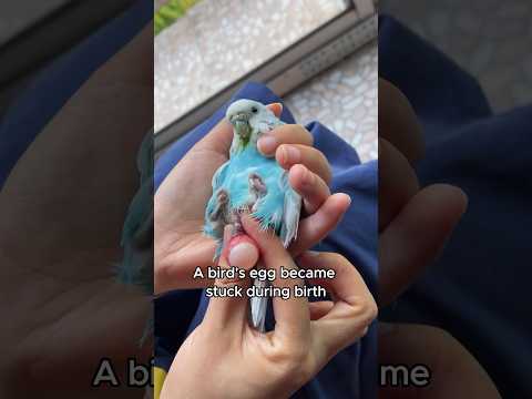 The bird and its guardian #animals #love #shorts