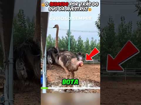 ALGO ESTRANHO ACONTECE QUANDO ELA BOTA O OVO #curiosidade #curiosidades #interesante