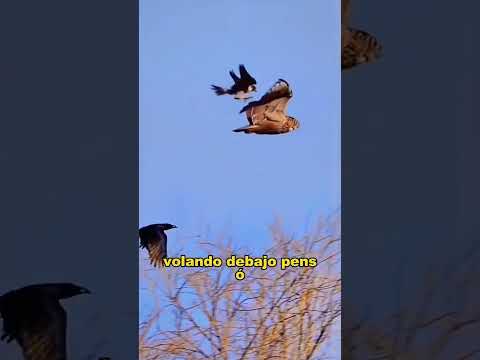The peregrine falcon offended the wrong bird and got...#animals #Friendship #Us #fyp