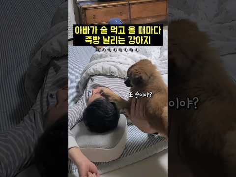 아빠가 술만 먹고오면 죽탱이 날리는 강아지ㅋㅋㅋ(원활한 화해 바랍니다..)