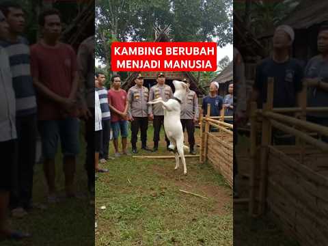 VIRAL! DETIK-DETIK KAMBING BERUBAH JADI MANUSIA