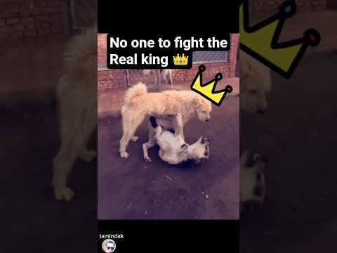 this dog claim a big respect than other dog, 🐕 like a king 👑. #like