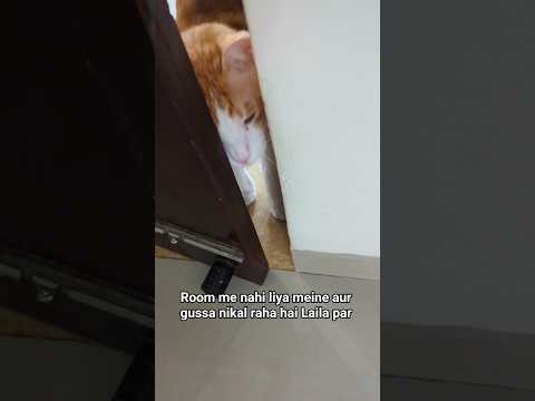 Laila bilkul risk nahi leti, hath lagane se pehle hi chillam chilli #smylo