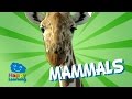 Understanding Mammals
