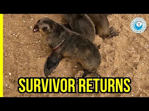 One Seal Came Back — But That’s Good News