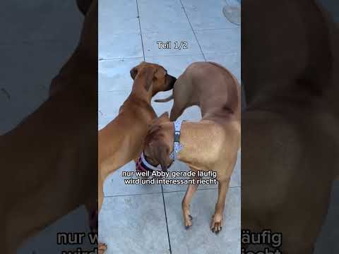 Ist mein Ridgeback gefährlich??