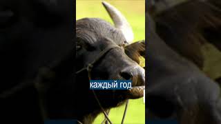 Чёрная Смерть Убила Миллионера
