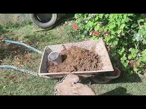 Dia de adubar as plantas