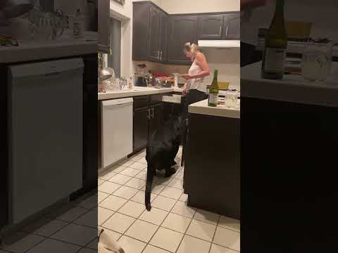 Ferdy the black panther in the kitchen.