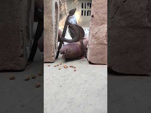 pigeon trap in tamil? Bird trap #shorts