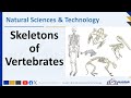 Vertebrate Skeleton Functions and Anatomy