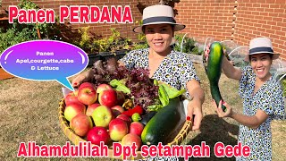 Panen APEL PERDANA! Bang Andy Error diajak Panen Mainan katak 🤣