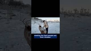 Reindeer in Norway are adorable! Another reason to go on exchange with #RSB #vlog #norway #snow