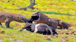 Komodo family eating together