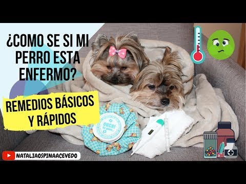 3 Remedios rápidos y básicos que debo saber cuando tengo un perro-Tips by Natalia Ospina
