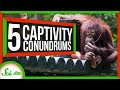 Animal Behavior and Cognition in Captivity