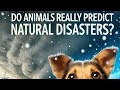 Animal Behavior and Natural Disasters