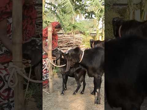Lots of two goats they do very beautiful surprising shoots which we enjoy 27may 1+